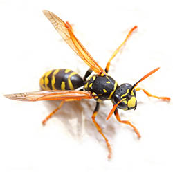 Yellow Jackets Removal Exterminator Pest Control Albany Rensselaer East Greenbush Troy Rotterdam Scotia Amsterdam Gloversville Johnstown Colonie